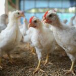 ฝันว่าเห็นไก่มีคำทำนายว่าอย่างไร-พร้อมเลขเด็ดและคำแนะนำในการใช้ชีวิต