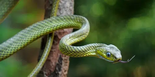ฝันเห็นงู ทำไงดี