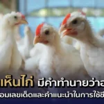 ฝันเห็นไก่คำทำนาย โชคลาภ เลขเด็ด และแนวทางในการดำเนินชีวิต